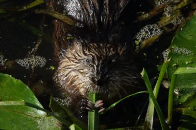 Ondatra zibethicus