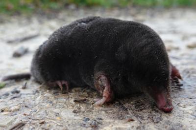 Talpa europaea