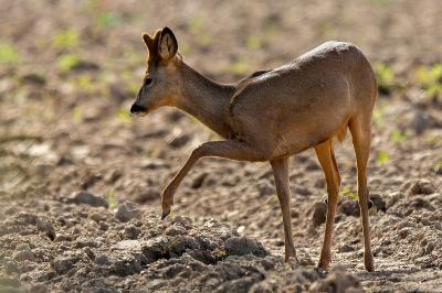 Capreolus capreolus
