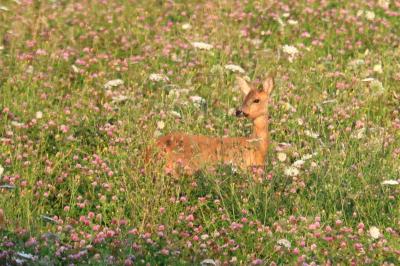 Capreolus capreolus