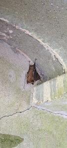 Grand rhinolophe