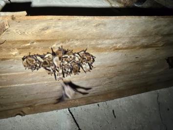 Murin à oreilles échancrées