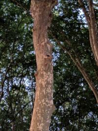 Noctule commune