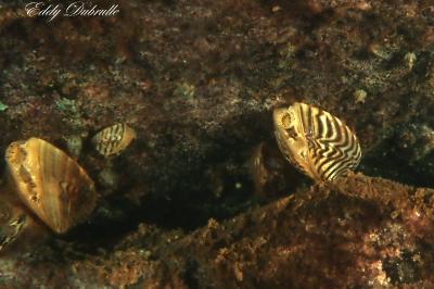 Dreissena polymorpha