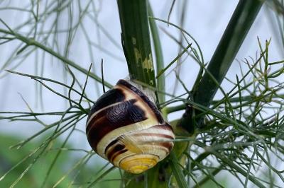 Cepaea nemoralis