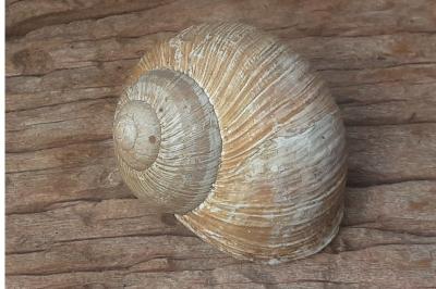 <i>Helix pomatia</i>
