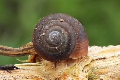 <i>Trochulus hispidus</i>