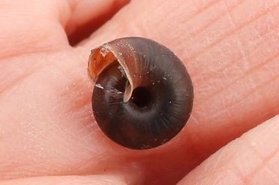 <i>Trochulus hispidus</i>