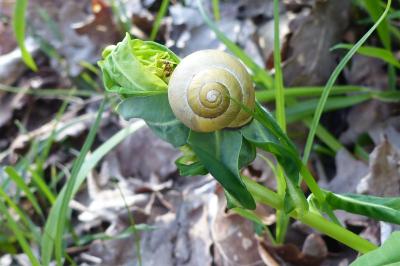 <i>Cepaea nemoralis</i>