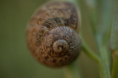 <i>Hygromia cinctella</i>