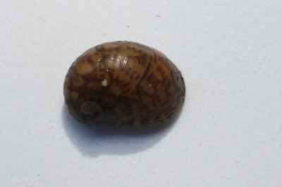 <i>Theodoxus fluviatilis</i>
