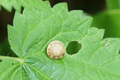 <i>Hygromia cinctella</i>