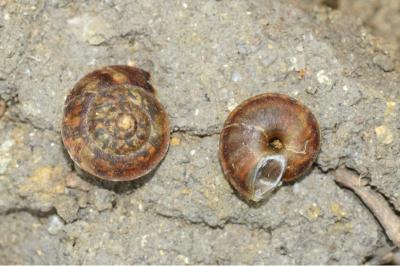 <i>Helicigona lapicida</i>