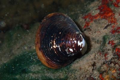 <i>Corbicula</i>