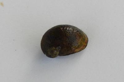 <i>Theodoxus fluviatilis</i>