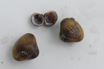 <i>Corbicula</i>