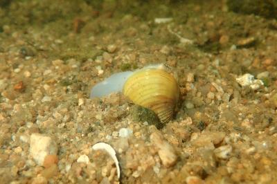 <i>Corbicula fluminea</i>