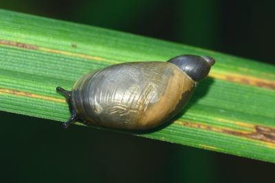 <i>Oxyloma elegans</i>