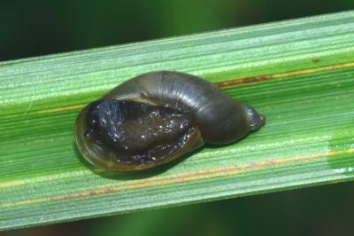 <i>Oxyloma elegans</i>