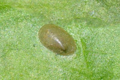 <i>Acroloxus lacustris</i>