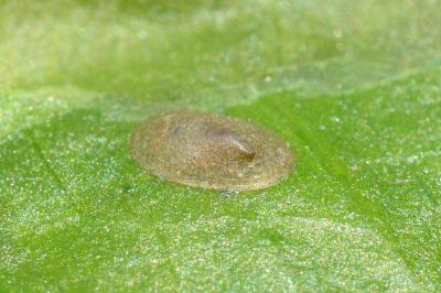 <i>Acroloxus lacustris</i>