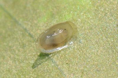 <i>Acroloxus lacustris</i>