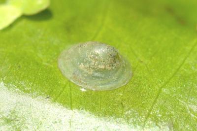 <i>Ancylus fluviatilis</i>