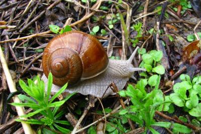 Helix pomatia
