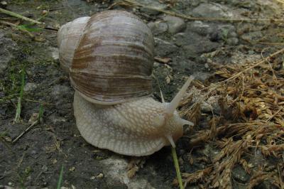 Helix pomatia