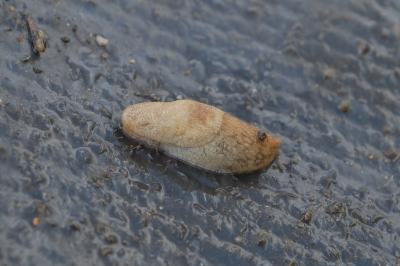 Deroceras reticulatum