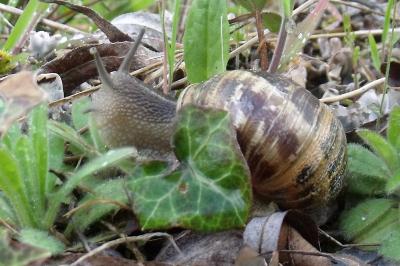 Cornu aspersum