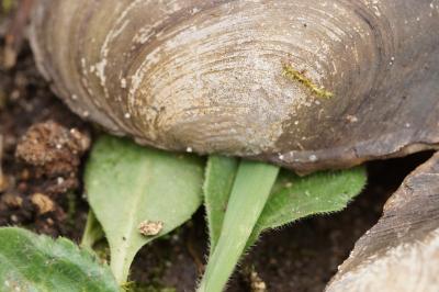 Anodonta anatina