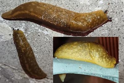 Limacus flavus
