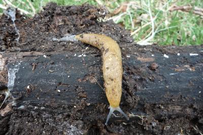 Limacus flavus