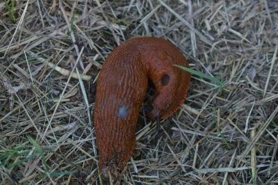 Arion ater rufus
