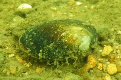 Potomida littoralis