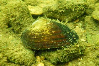 Potomida littoralis