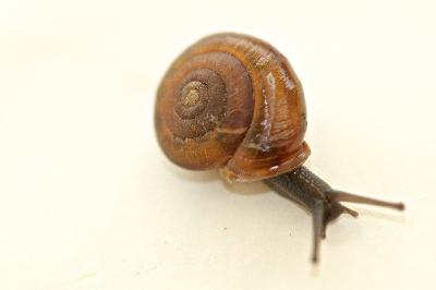 Corneola squamatina
