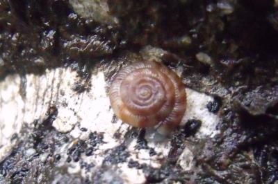 Gonyodiscus rotundatus