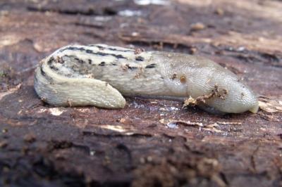 Limax cinereoniger