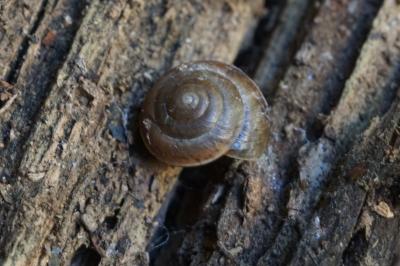 Hygromia cinctella