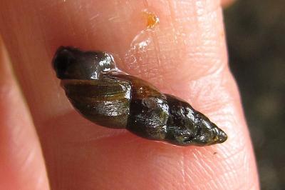 Omphiscola glabra