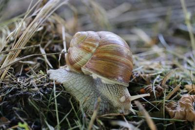 Helix pomatia