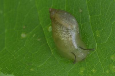 Succinea putris