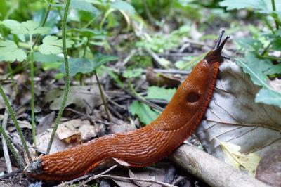 Arion ater rufus