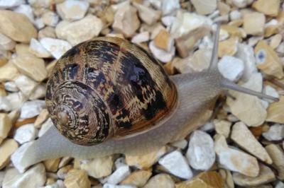 Cornu aspersum