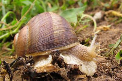 Helix pomatia