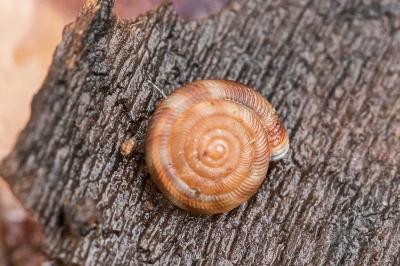 Gonyodiscus rotundatus