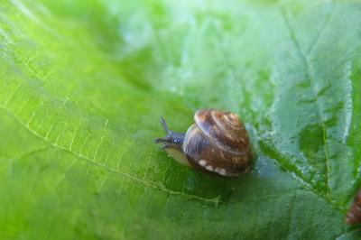 Hygromia cinctella