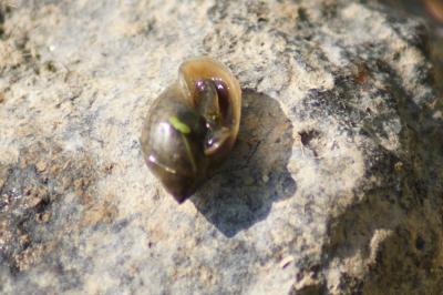 Physella acuta